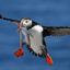 A Puffin delivers sand lance to a chick on Maine’s Seal Island. Credit: Derrick Jackson/The Equation