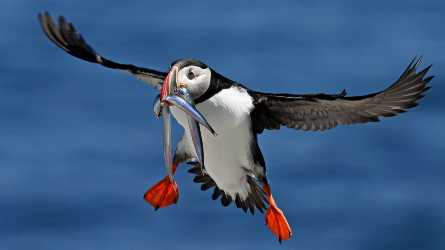 A Puffin delivers sand lance to a chick on Maine’s Seal Island. Credit: Derrick Jackson/The Equation