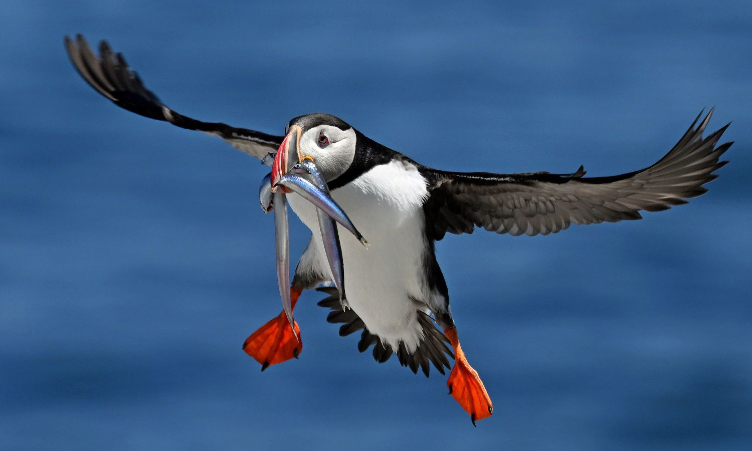 A Puffin delivers sand lance to a chick on Maine’s Seal Island. Credit: Derrick Jackson/The Equation