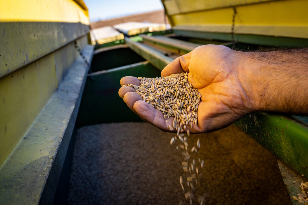 Michael Jones holds a handful of rye seeds scooped from tractor-towed planting machinery at Jones Farm Organics in the San Luis Valley. Credit: Hart Van Denburg/CPR News