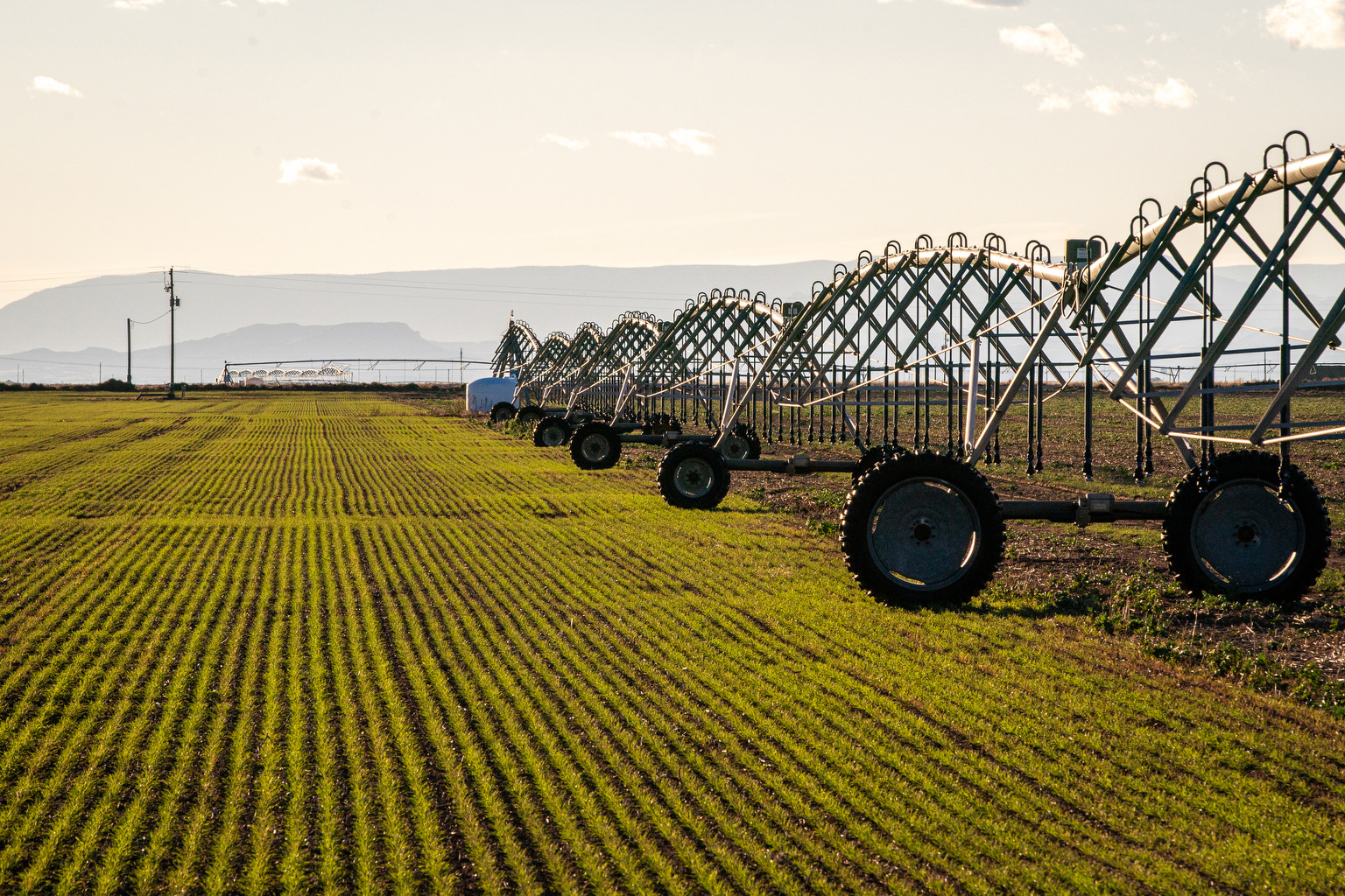 A field of rye pops up green, planted a few weeks prior at a farm next to Jones Farm Organics in the San Luis Valley. Credit: Hart Van Denburg/CPR News