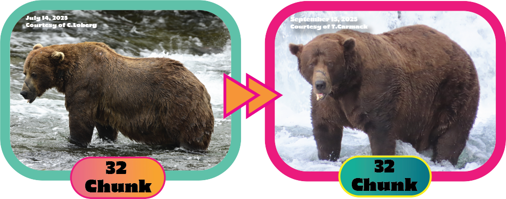 Before and after photos of 32 Chunk, this year’s Fat Bear Week bracket champion. 32 Chunk had been runner-up in years past. Credit: Courtesy of explore.org