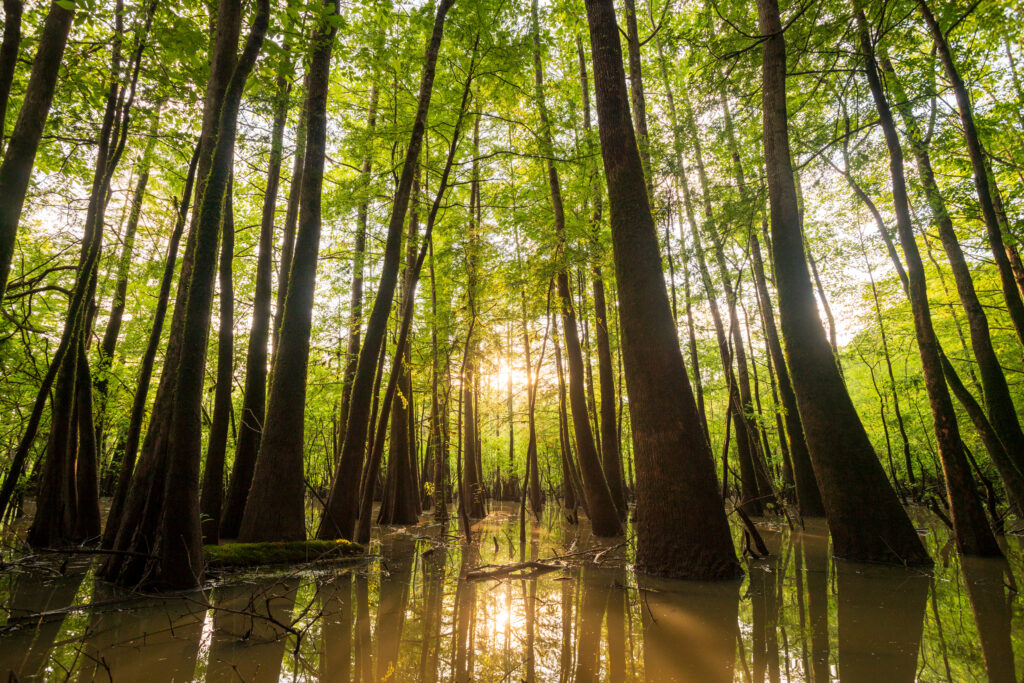  Alabama’s E.O. Wilson Land Between the Rivers Preserve Is a ‘Place That Time Forgot’