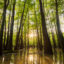 The E.O. Wilson Land Between the Rivers Preserve includes cypress swamps holding some of the largest known trees in Alabama. Credit: Hunter Nichols/TNC
