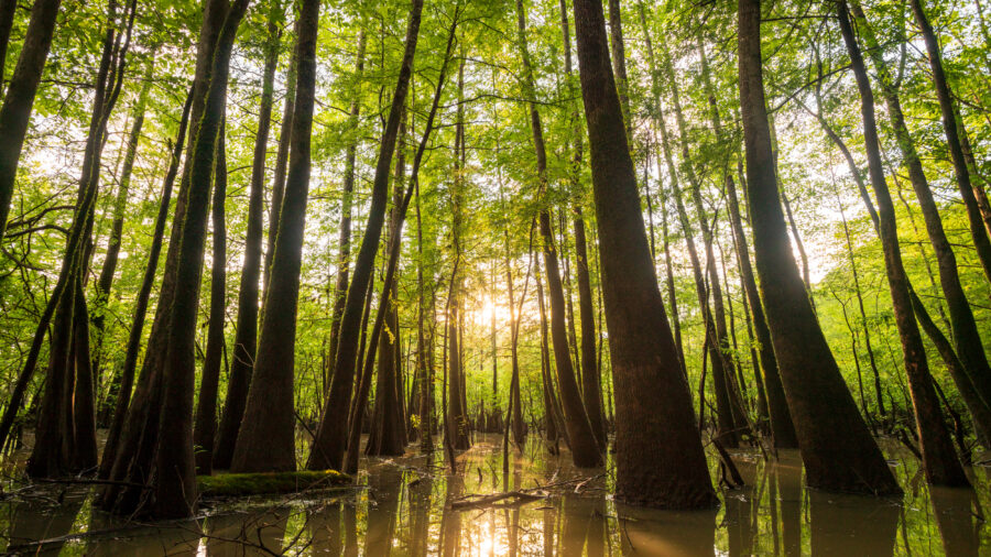 The E.O. Wilson Land Between the Rivers Preserve includes cypress swamps holding some of the largest known trees in Alabama. Credit: Hunter Nichols/TNC