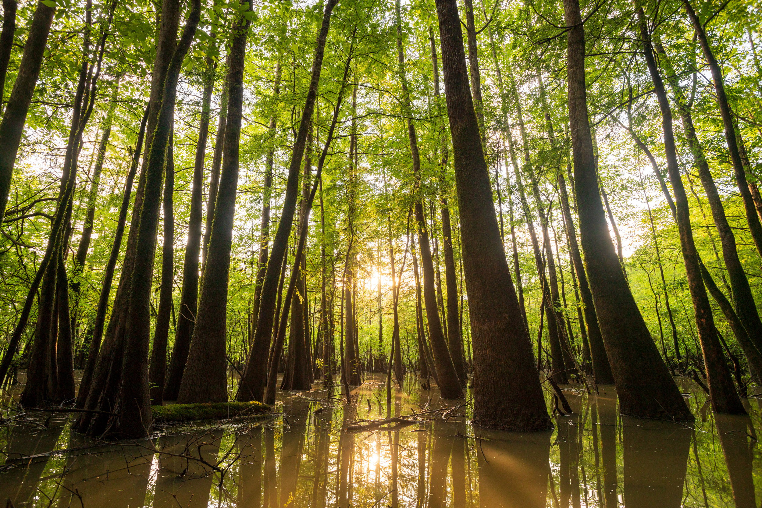 The E.O. Wilson Land Between the Rivers Preserve includes cypress swamps holding some of the largest known trees in Alabama. Credit: Hunter Nichols/TNC