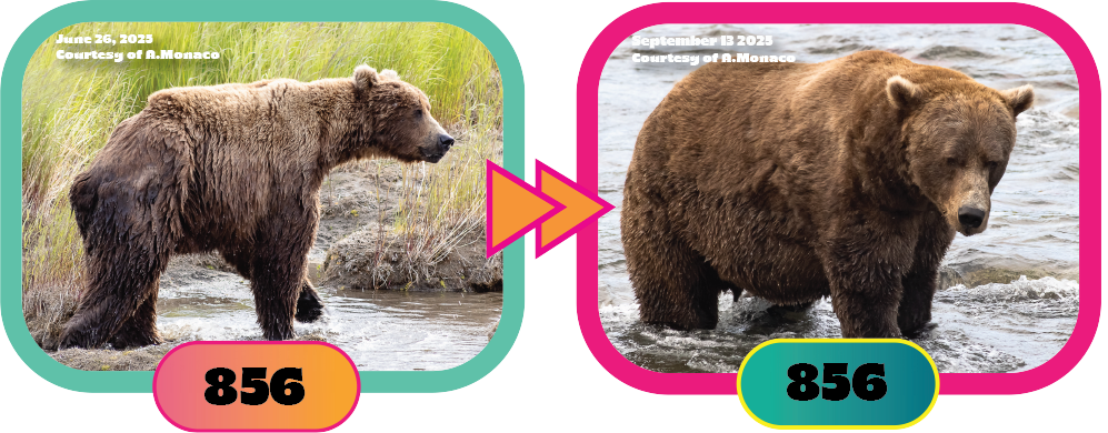 856 was this year’s Fat Bear Week bracket runner-up. Though he’s never won the competition, 856 had been the dominant bear in the Brooks River for a number of years. Credit: Courtesy of explore.org