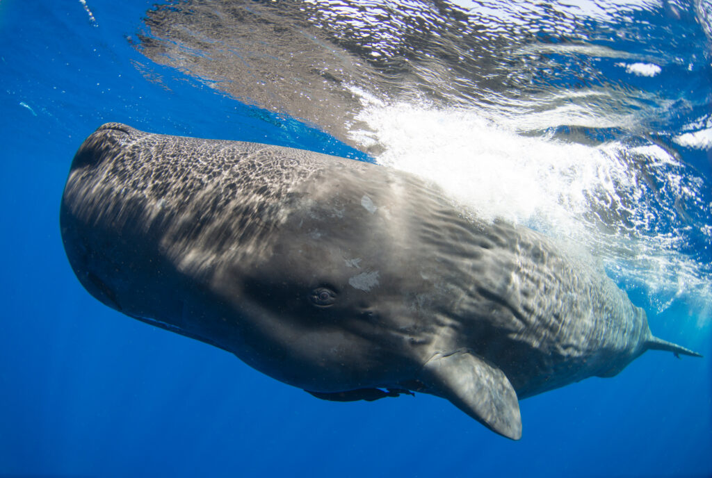 A sperm whale near the Caribbean island of Dominica. Sperm whales have the largest brains on Earth and are the largest of the toothed whales. Credit: Amanda Cotton/CETI