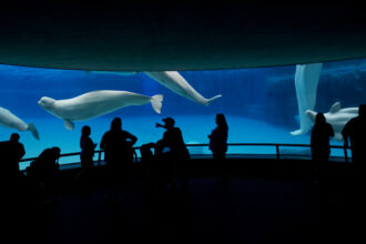 In Niagara Falls, Ontario, Beluga whales at Marineland in July. Credit: Tara Walton/Toronto Star via Getty Images