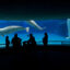 In Niagara Falls, Ontario, Beluga whales at Marineland in July. Credit: Tara Walton/Toronto Star via Getty Images