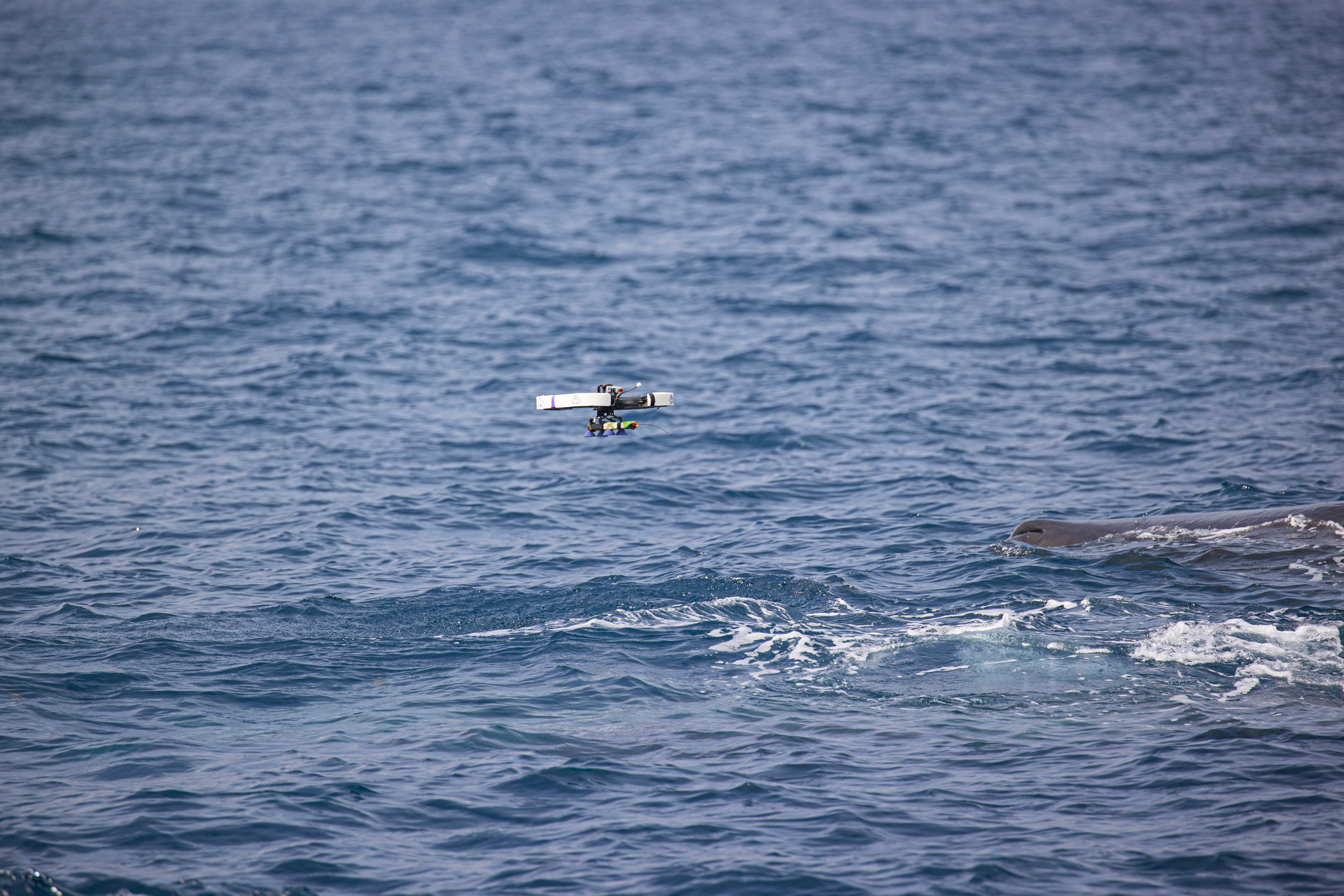 A CETI drone deployed to tag a sperm whale. The tags help CETI record communications and collect other data like heart rate and dive depths. Credit: Project CETI