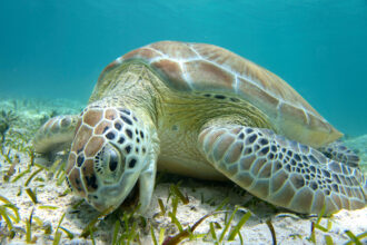 A green sea turtle grazes on seagrass in Turks and Caicos. Credit:Teresa Tomassoni/Inside Climate News