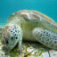 A green sea turtle grazes on seagrass in Turks and Caicos. Credit:Teresa Tomassoni/Inside Climate News