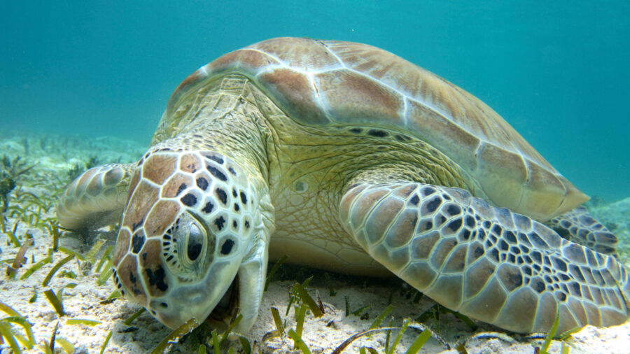 A green sea turtle grazes on seagrass in Turks and Caicos. Credit:Teresa Tomassoni/Inside Climate News
