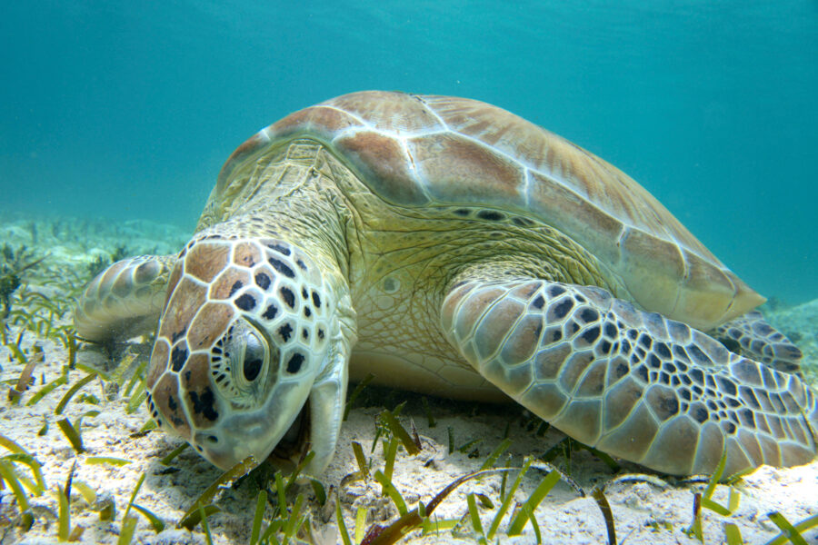 A green sea turtle grazes on seagrass in Turks and Caicos. Credit:Teresa Tomassoni/Inside Climate News
