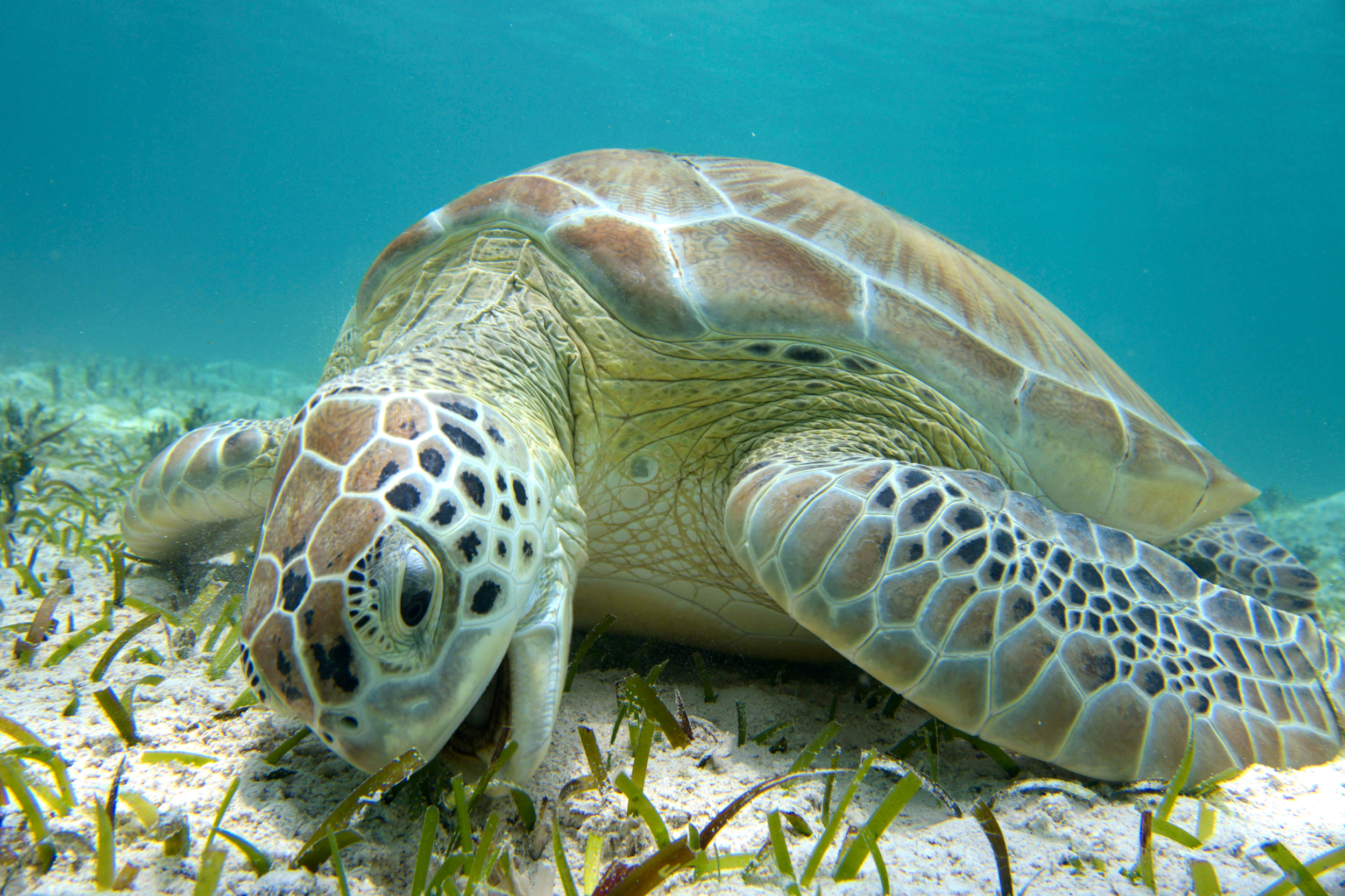 A green sea turtle grazes on seagrass in Turks and Caicos. Credit:Teresa Tomassoni/Inside Climate News