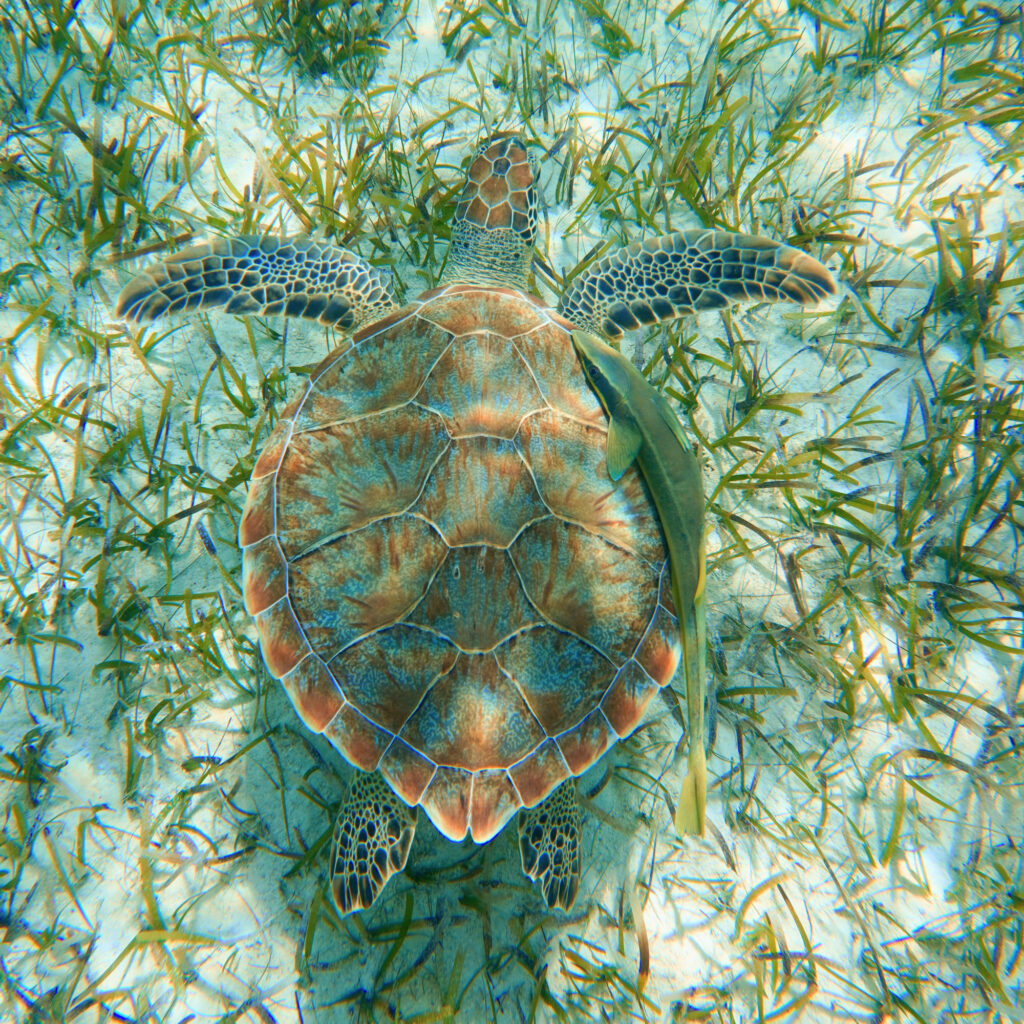 A green sea turtle swims over a seagrass meadow in Turks and Caicos. Credit: Teresa Tomassoni/Inside Climate News