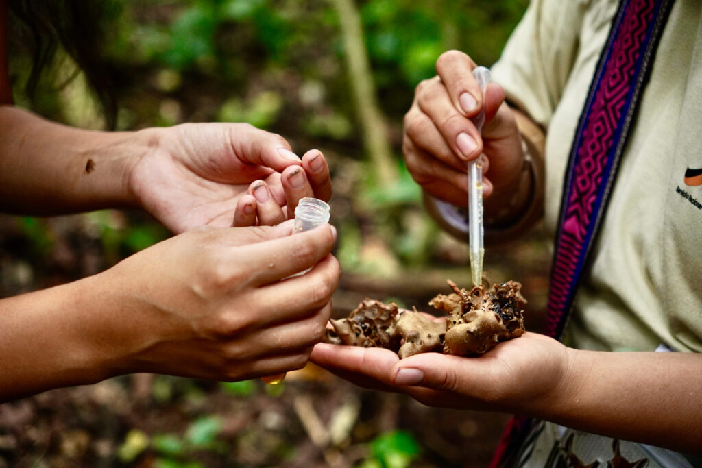 A young park ranger in training practices extracting stingless bee honey from a wild nest. Credit: Teresa Tomassoni/Inside Climate News