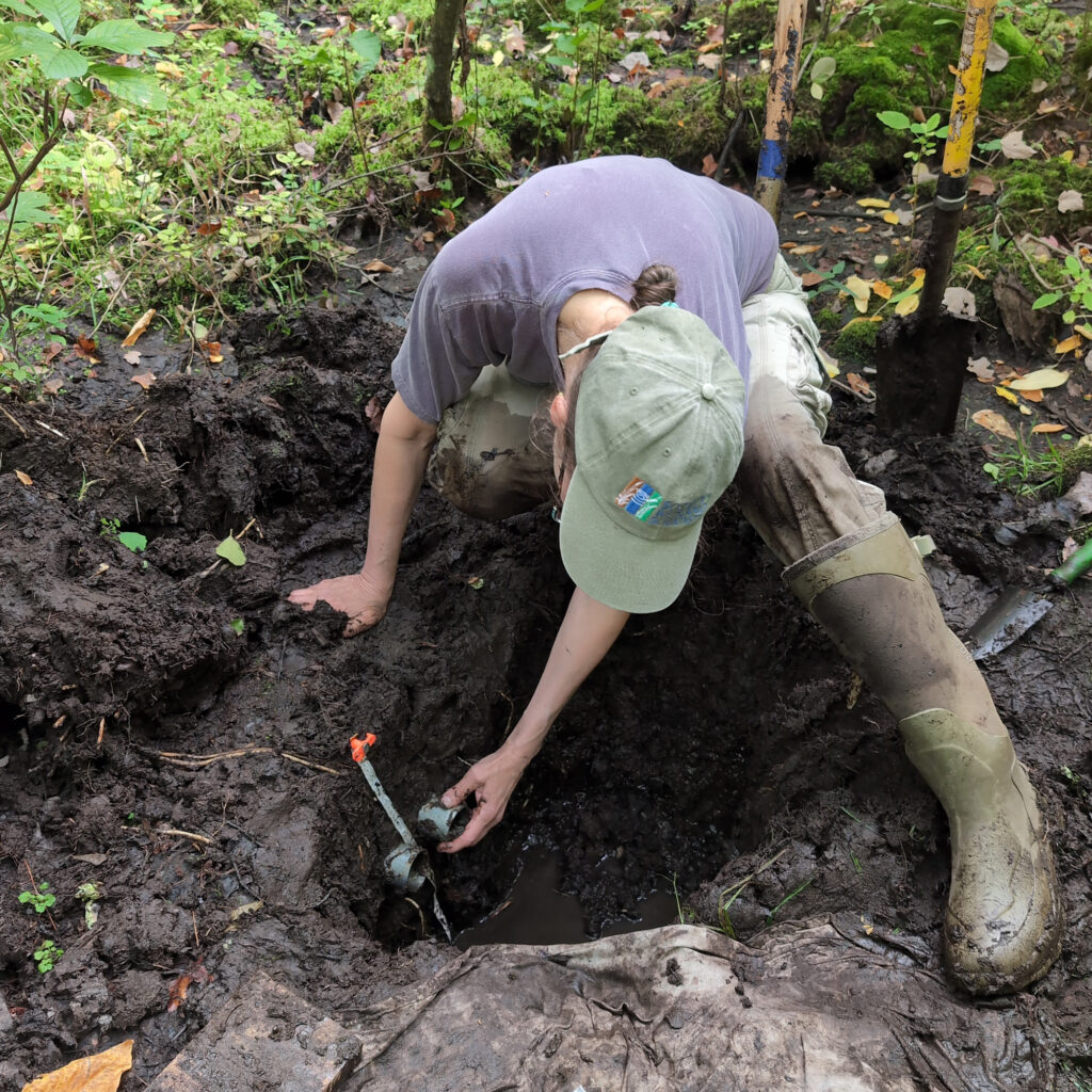 Gillian Davies works in a wetland soil pit in Massachusetts as part of a project to assess how much carbon forested wetlands store compared to how much carbon upland forests store. Credit: Courtesy of Gillian Davies