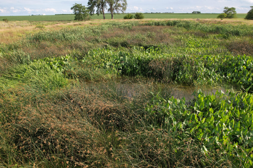 A view of native marsh vegetation in the wetland on Jim Fulton’s farm. Credit: Jean McGuire/The Wetlands Initiative