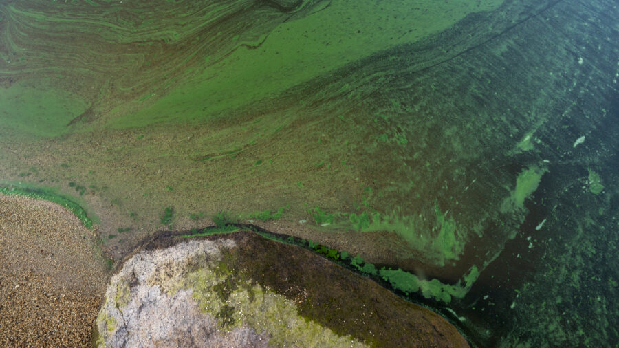 Algae blooms can produce toxins and harbor other bacteria, making it potentially harmful to people who come into direct contact with the mucky water. Credit: David McNew/Getty Images