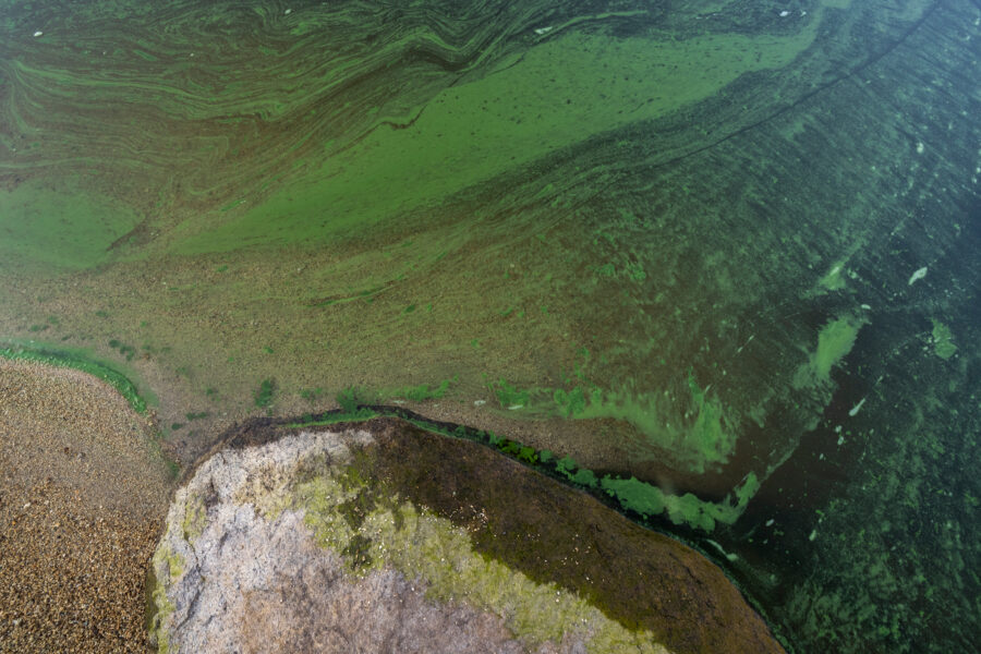 Algae blooms can produce toxins and harbor other bacteria, making it potentially harmful to people who come into direct contact with the mucky water. Credit: David McNew/Getty Images