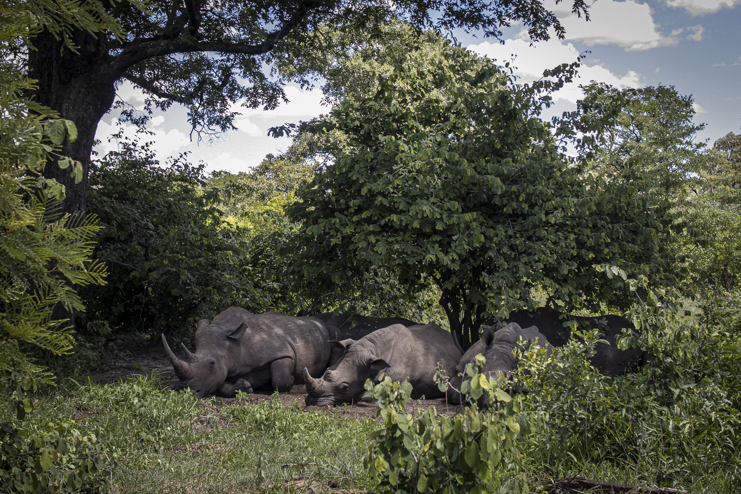 White rhinoceroses take a rest at Mosi-oa-Tunya National Park in Livingstone, Zambia. Credit: Juan Luis Rod/Anadolu Agency via Getty Images