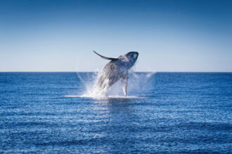 A humpback whale jumps out of the waters of the Pacific Ocean near Cabo San Lucas, Mexico. Credit: Alfredo Martinez/Getty Images
