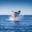 A humpback whale jumps out of the waters of the Pacific Ocean near Cabo San Lucas, Mexico. Credit: Alfredo Martinez/Getty Images