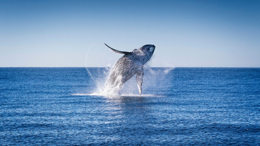 A humpback whale jumps out of the waters of the Pacific Ocean near Cabo San Lucas, Mexico. Credit: Alfredo Martinez/Getty Images