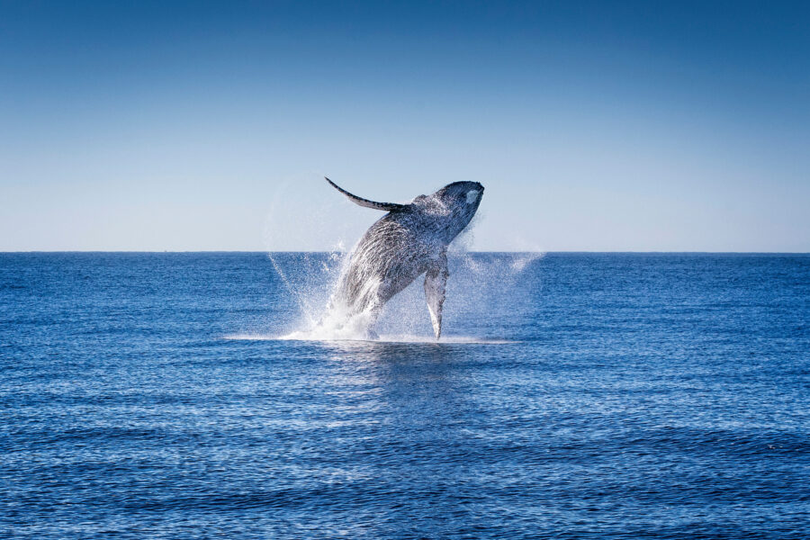 A humpback whale jumps out of the waters of the Pacific Ocean near Cabo San Lucas, Mexico. Credit: Alfredo Martinez/Getty Images