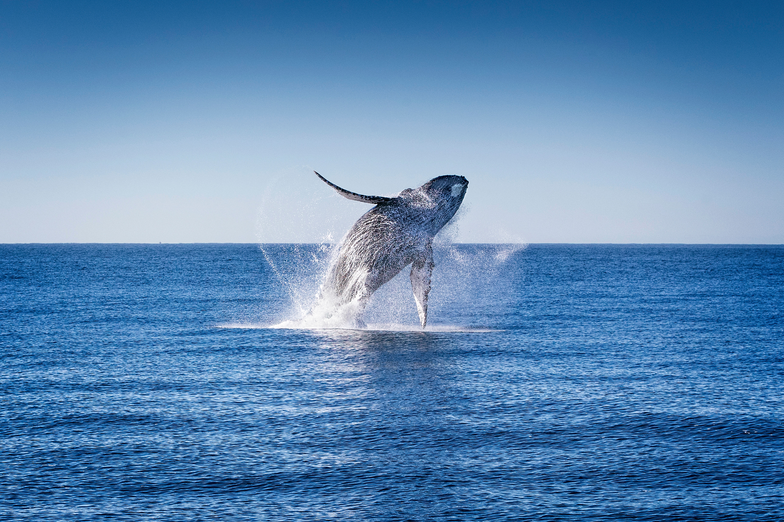 A humpback whale jumps out of the waters of the Pacific Ocean near Cabo San Lucas, Mexico. Credit: Alfredo Martinez/Getty Images