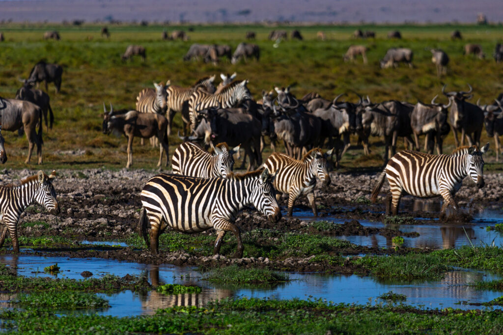 The Scientists Making the Case for Nature’s Rights