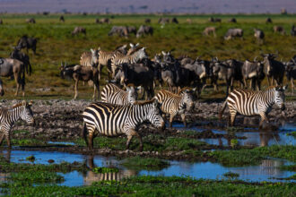 Zebras and wildebeests roam around a swamp in Amboseli, Kenya. Credit: Eric Lafforgue/Corbis via Getty Images