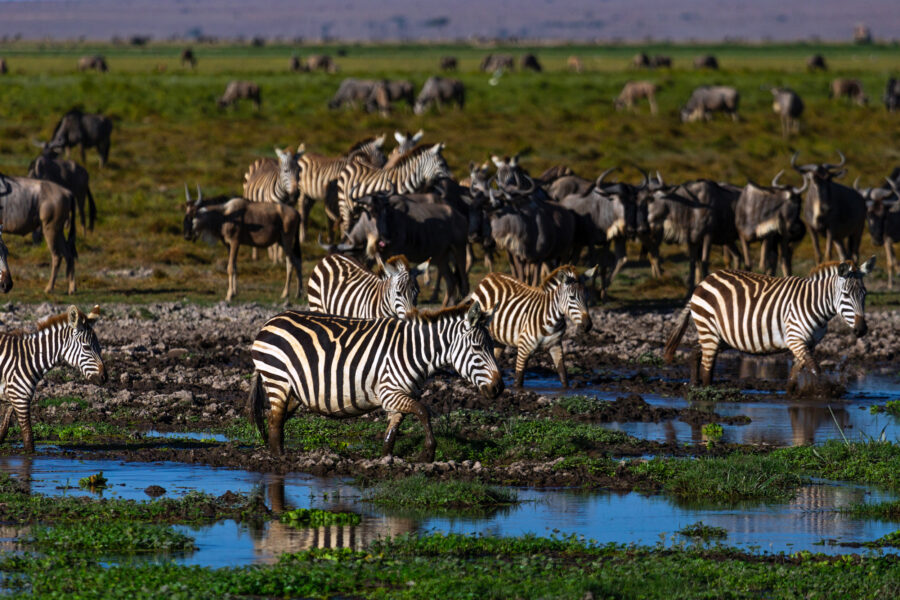 Zebras and wildebeests roam around a swamp in Amboseli, Kenya. Credit: Eric Lafforgue/Corbis via Getty Images