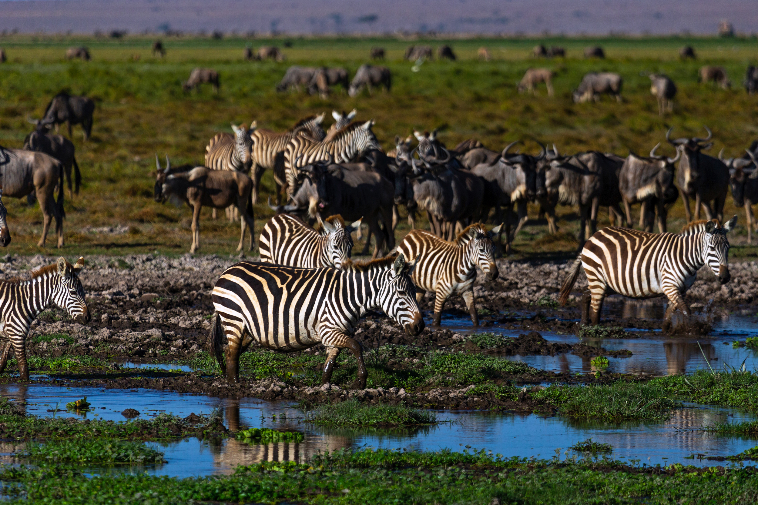 Zebras and wildebeests roam around a swamp in Amboseli, Kenya. Credit: Eric Lafforgue/Corbis via Getty Images