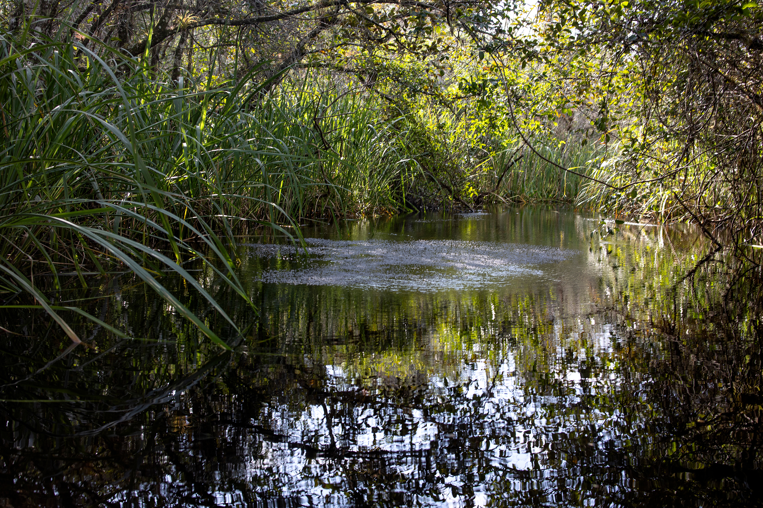 Trump Administration Suggests Listing Florida’s Elusive Ghost Orchid as Endangered – Inside Climate News
