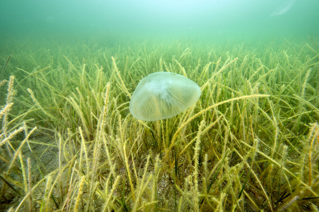 A view of seagrass meadows found in the depths of Izmit Bay off the coast of Karamursel, Turkey. Credit: Tahsin Ceylan/Anadolu via Getty Images