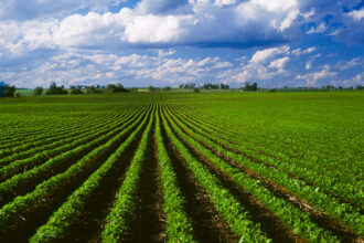 A view of an Iowa soybean field with corn stubble from the previous year. Credit: Curt Maas/Universal Images Group via Getty Images