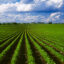 A view of an Iowa soybean field with corn stubble from the previous year. Credit: Curt Maas/Universal Images Group via Getty Images