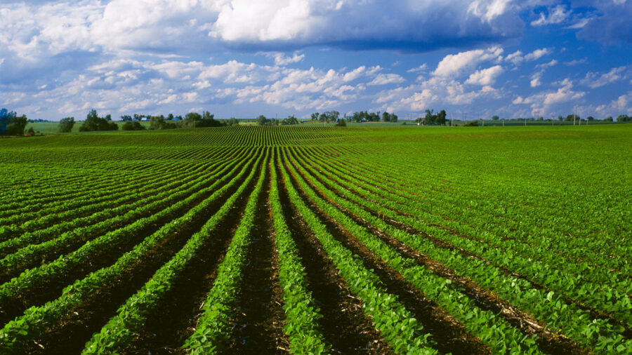 A view of an Iowa soybean field with corn stubble from the previous year. Credit: Curt Maas/Universal Images Group via Getty Images