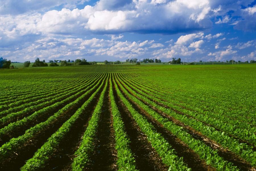 A view of an Iowa soybean field with corn stubble from the previous year. Credit: Curt Maas/Universal Images Group via Getty Images