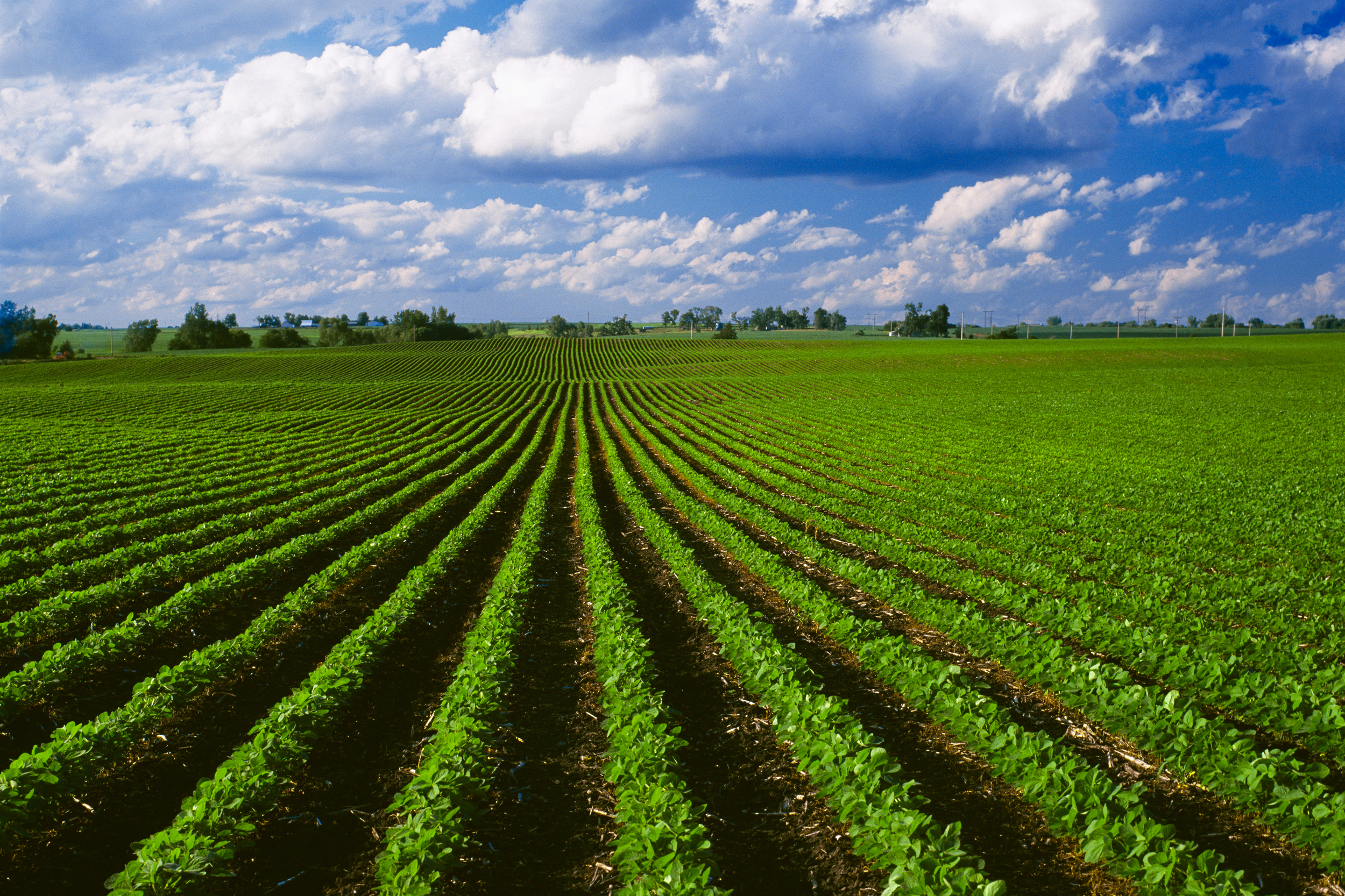 A view of an Iowa soybean field with corn stubble from the previous year. Credit: Curt Maas/Universal Images Group via Getty Images