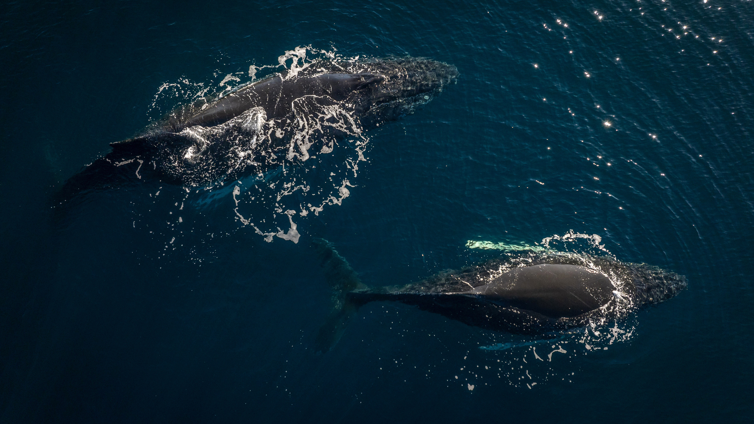 Humpback whales are seen in the Southern Ocean at the South Pole on March 1. Credit: Sebnem Coskun/Anadolu via Getty Images