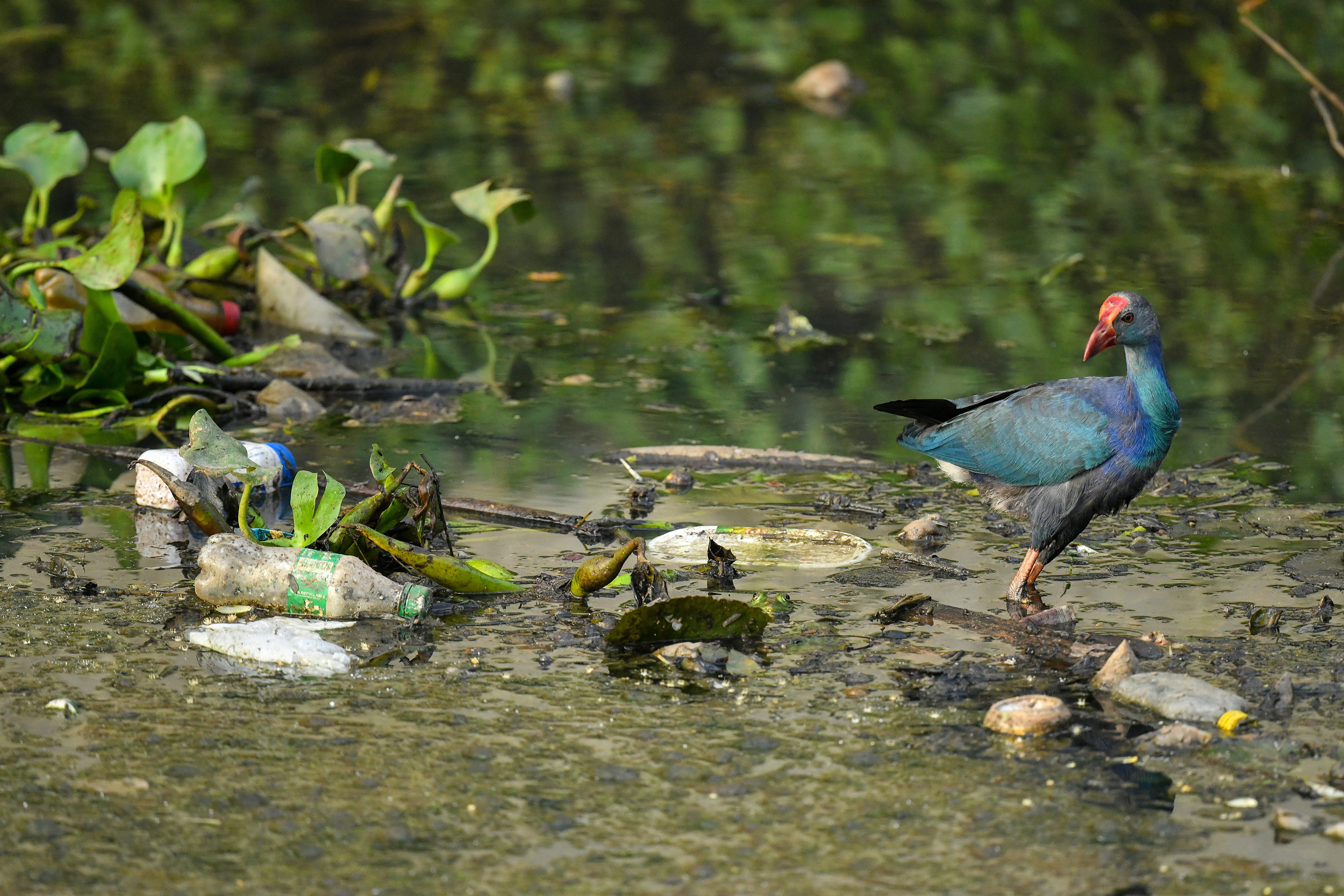 A Purple swamphen looks for food in a polluted urban wetland area in Colombo, Sri Lanka, on June 5. Credit: Krishan Kariyawasam/NurPhoto via Getty Images