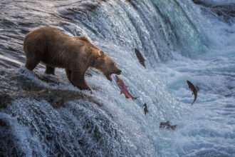 A brown bear catches salmon at the top of Brooks Falls in Alaska’s Katmai National Park and Preserve on July 30. Credit: Hu Xiaolin/VCG via Getty Images