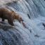 A brown bear catches salmon at the top of Brooks Falls in Alaska’s Katmai National Park and Preserve on July 30. Credit: Hu Xiaolin/VCG via Getty Images