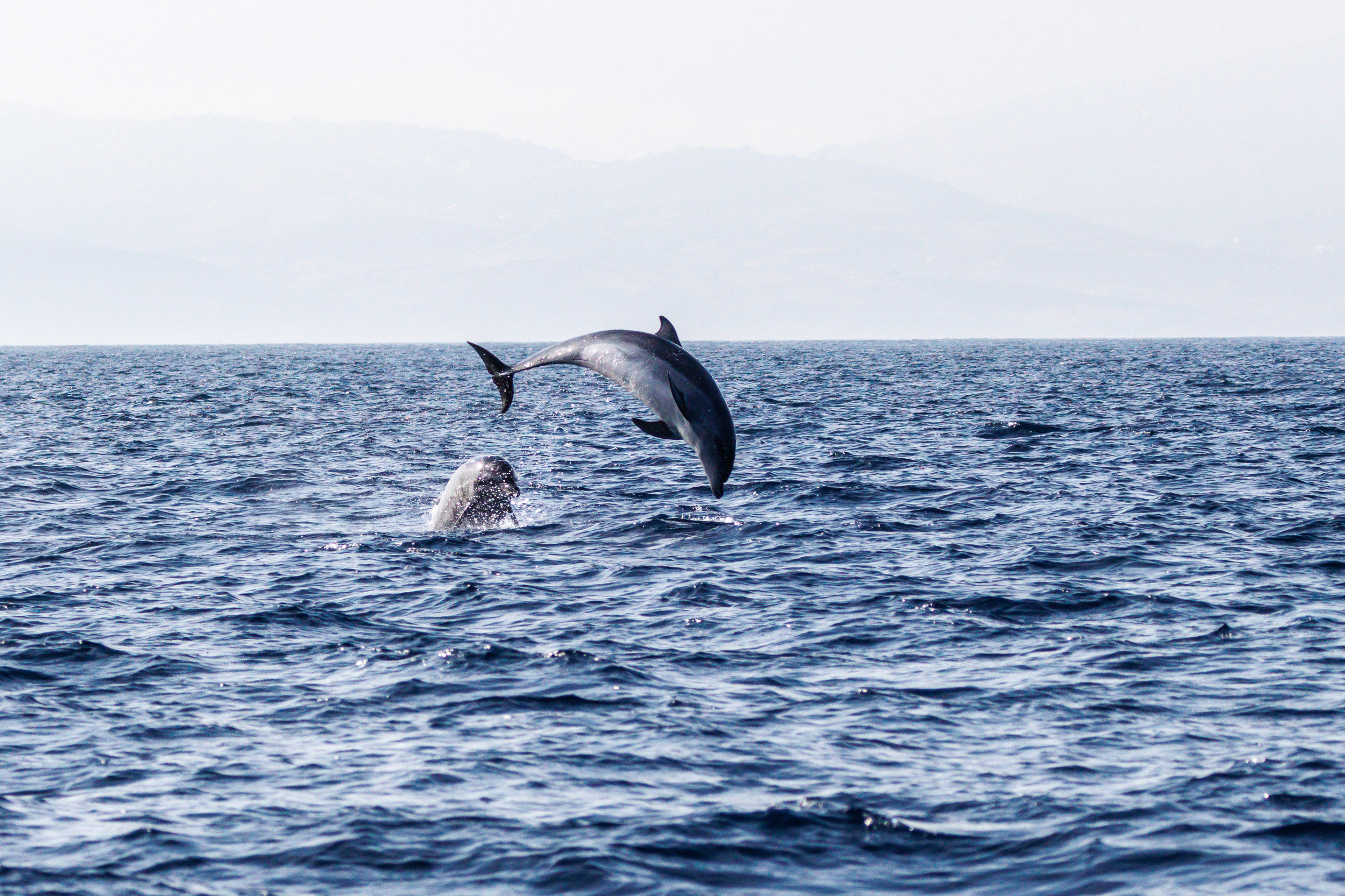 Two bottlenose dolphins play in the Mediterranean Sea off the coast of Tarifa, Spain on Sept. 21. Credit: Matthias Balk/picture alliance via Getty Images