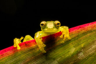 An emerald glass frog sits on a leaf in Ecuador’s Mindo cloud forest. Credit: Jon G. Fuller/Universal Images Group via Getty Images