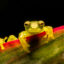 Una rana de cristal esmeralda posada sobre una hoja en el bosque nuboso de Mindo, en Ecuador. Crédito: Jon G. Fuller/Universal Images Group a través de Getty Images